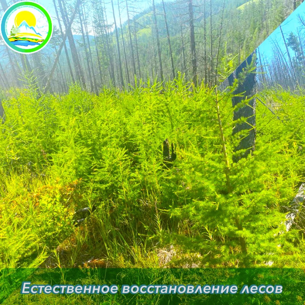 В рамках реализация мероприятий федерального проекта «Сохранение лесов» входящего в состав нацпроекта «Экологическое благополучие» проводится мероприятие отнесению площадей лесовосстановления к землям, на которых расположены леса. На сегодняшний день меро В рамках реализация мероприятий федерального проекта «Сохранение лесов» входящего в состав нацпроекта «Экологическое благополучие» проводится мероприятие отнесению площадей лесовосстановления к землям, на которых расположены леса. На сегодняшний день меро