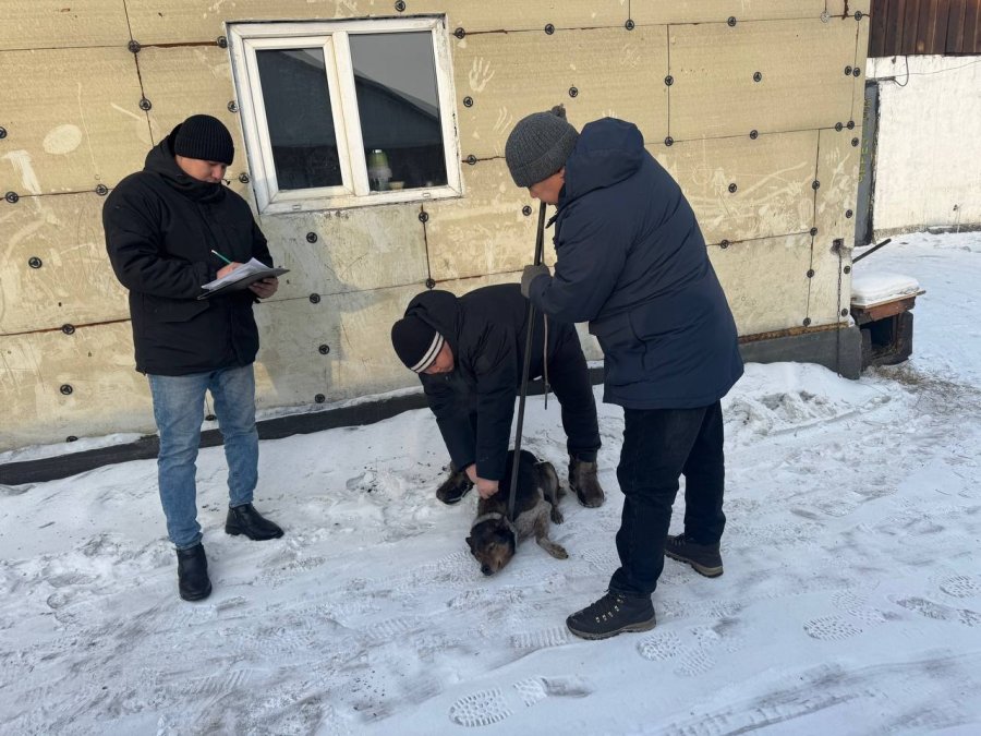 В Кызыле проводится инвентаризация домашних собак