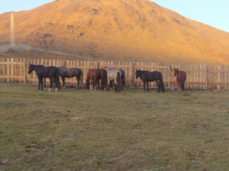 Владельцам домашнего крупного скота!