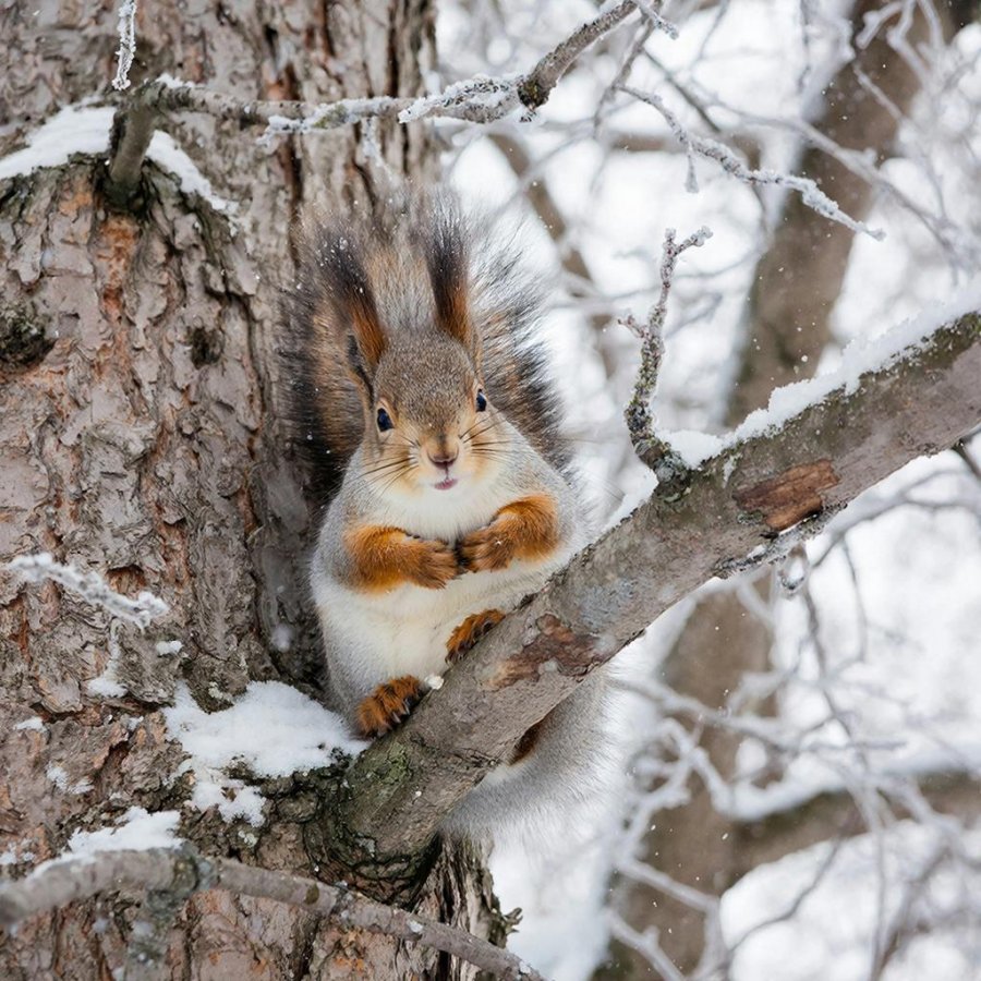 По Туве сегодня ночью ожидается до -39°С, прогнозируется ветер