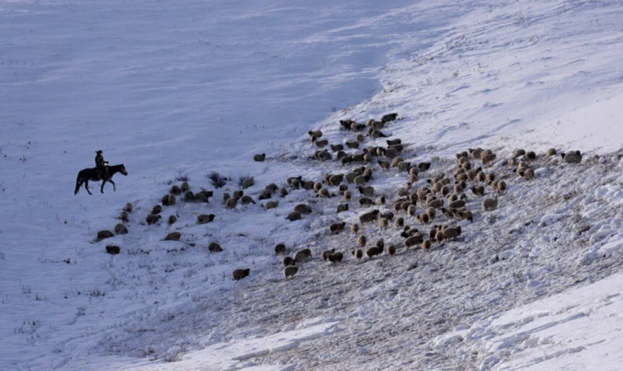 Россельхознадзор выявил неполный учет скота в Туве с помощью дронов