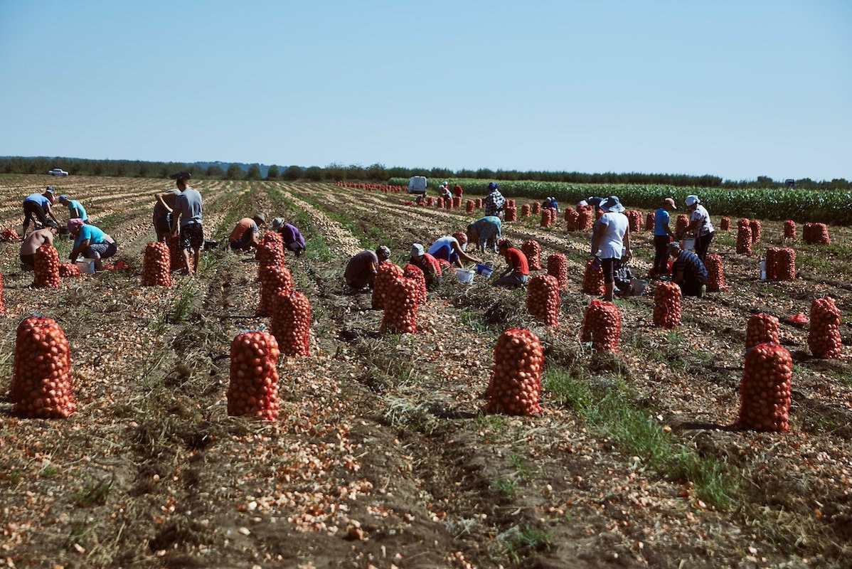 Хочешь заняться выгодным делом и помочь своему городу? <p>Ищем инициативных людей для получения социального контракта на посадку картофеля