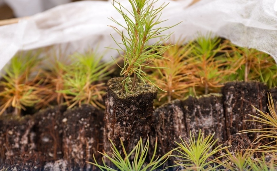 «Сад памяти» в Туве: республика высадит более миллиона деревьев в память о защитниках Отечества