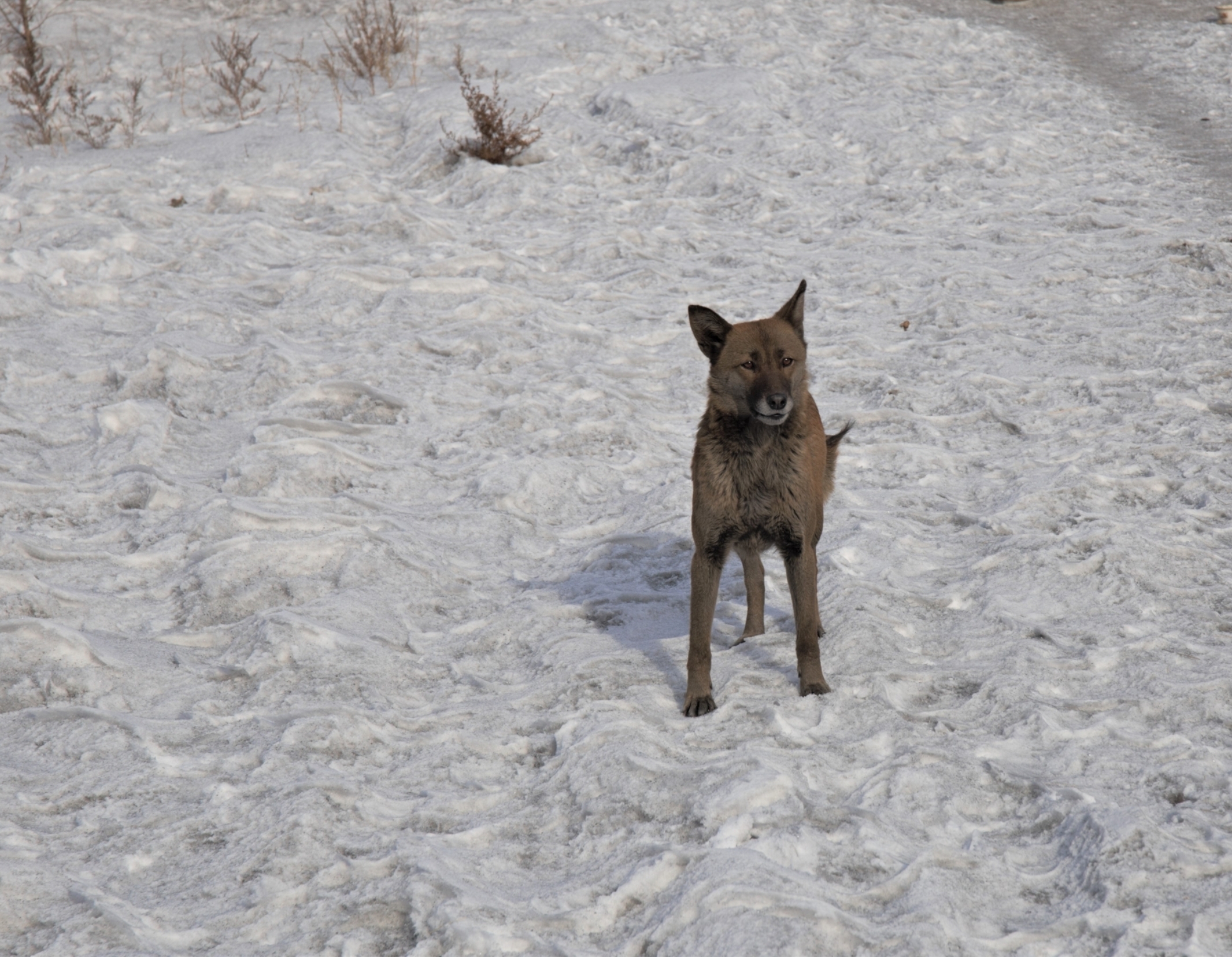 Факты умышленного отравления собак в Кызыле не подтвердились