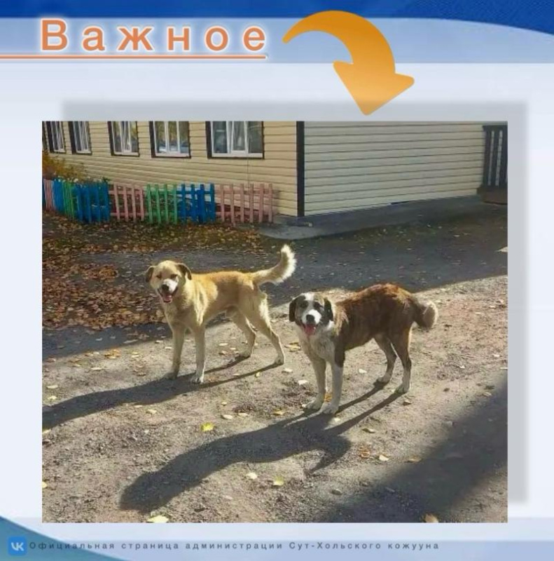 Уважаемые жители Сут-Хольского кожууна и владельцы собак! Уважаемые жители Сут-Хольского кожууна и владельцы собак!