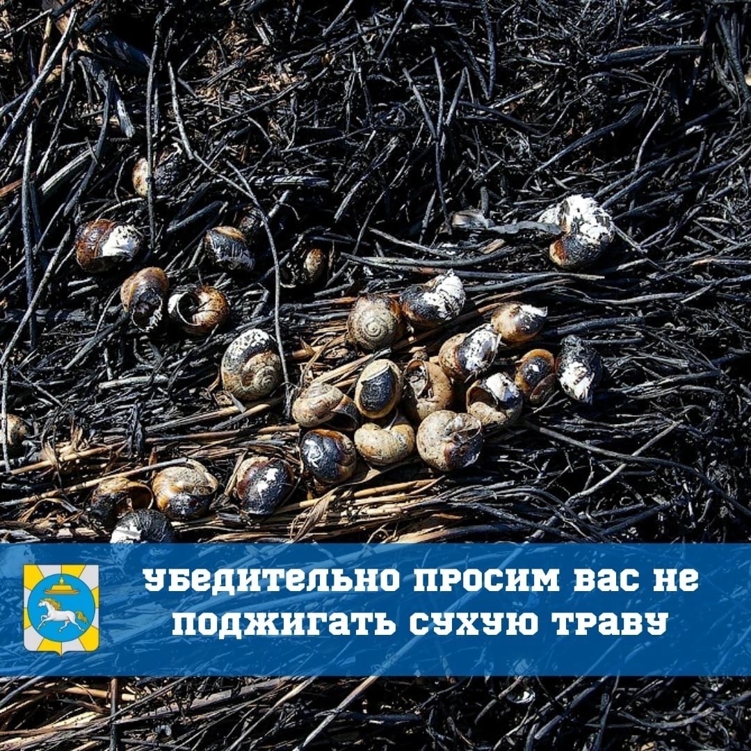 Во время выжигания сухой травы погибают семена растений как на земле, так и под землей