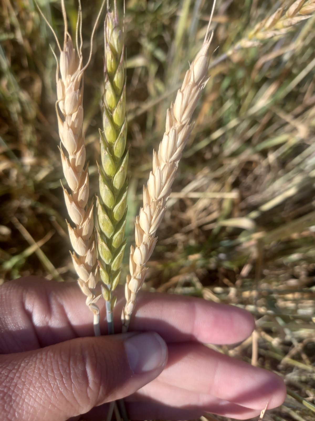 Доброго дня друзья, коллеги