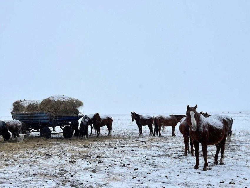Толщина снежного покрова в Туве разнится от 9 до 45 см