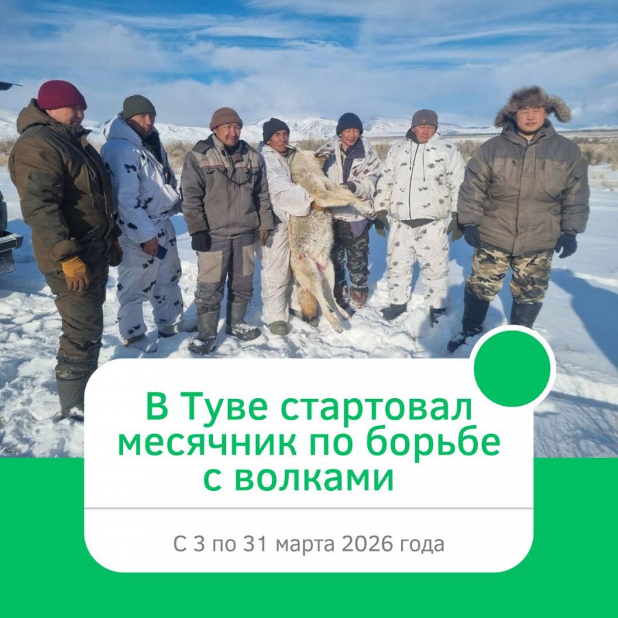В Туве проходит месячник по борьбе с волками