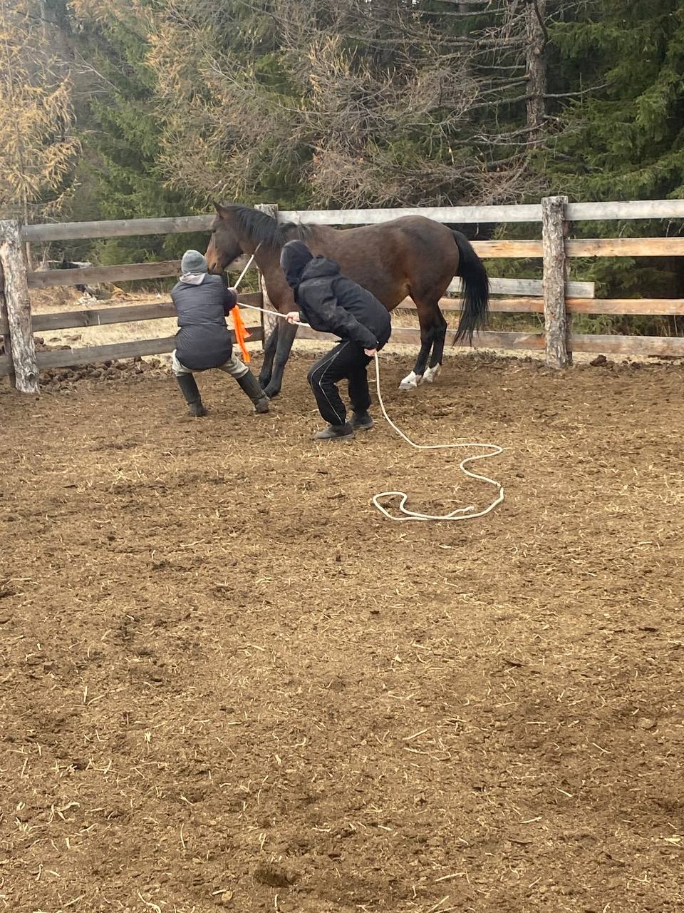 29 октября отделом профилактики правонарушений администрации Пий-Хемского кожууна проведены мероприятия по закреплению светоотражающих лент лошадям на территории г. Турана, всего закреплены ленты 37 лошадям 29 октября отделом профилактики правонарушений администрации Пий-Хемского кожууна проведены мероприятия по закреплению светоотражающих лент лошадям на территории г. Турана, всего закреплены ленты 37 лошадям