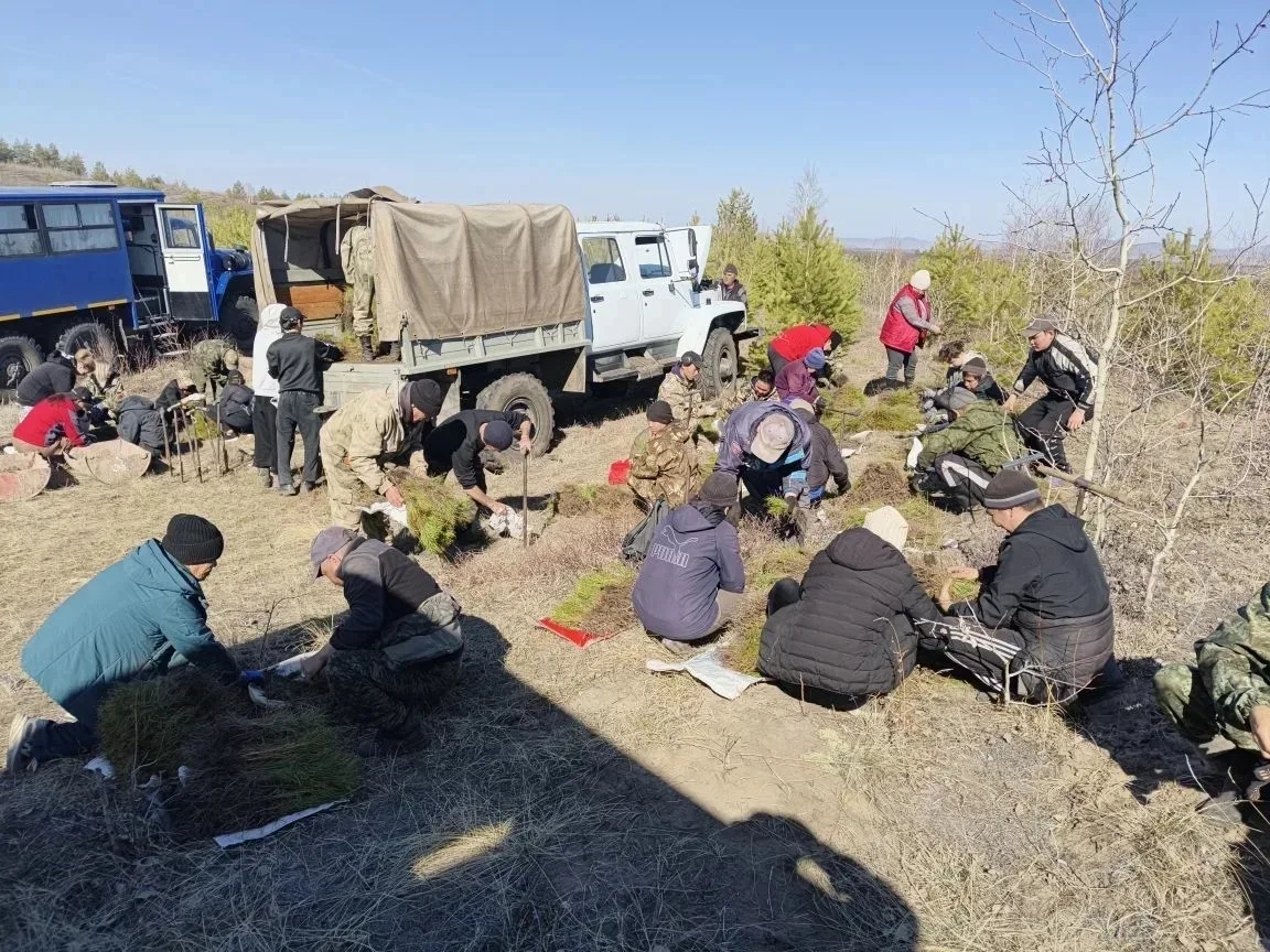 В Туве стартовали лесовосстановительные работы на площади более 11 тысяч гектаров
