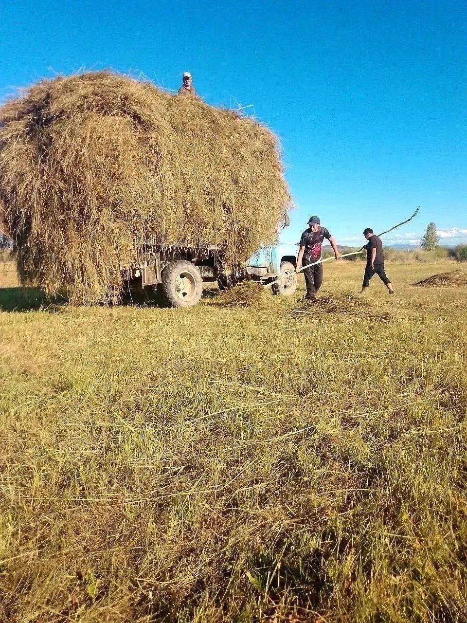 В Туве продолжается уборочная кампания