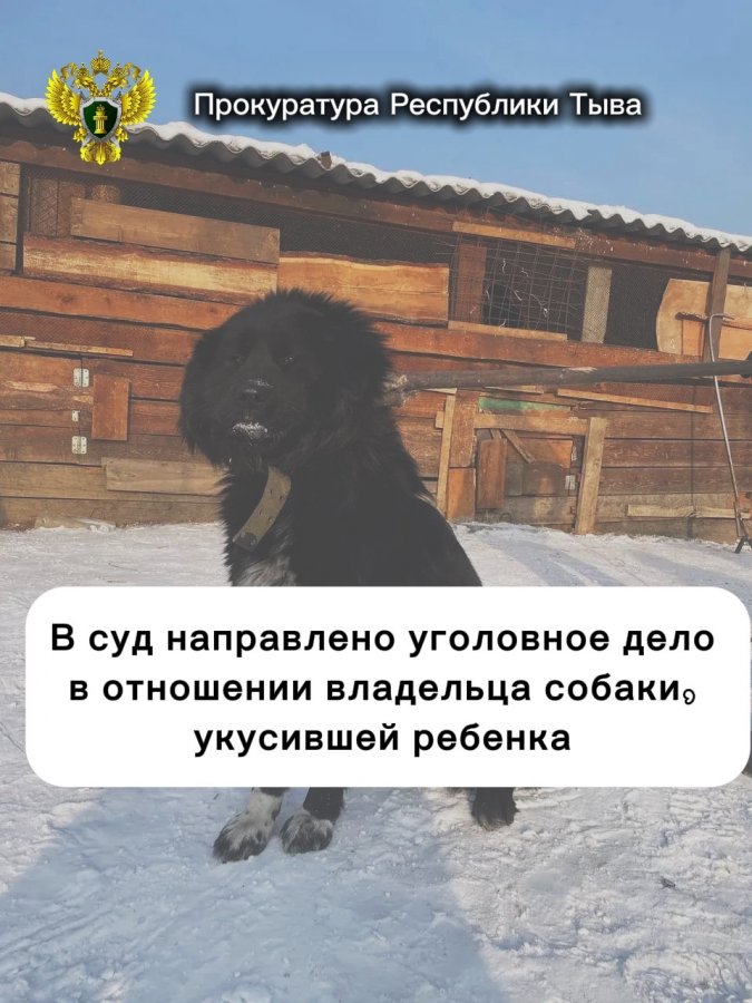 В Туве владельцам собаки, укусившей ребенка, предъявлен иск на 12 млн рублей